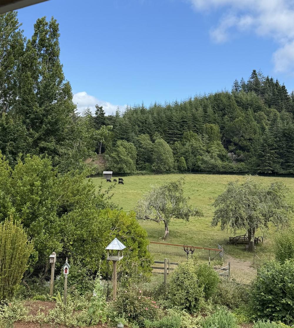 Summer view across the SJ Cattle Co pasture in Bandon, Oregon — cattle grazing in the distance, old orchard trees in the field, and a fir ridge behind.